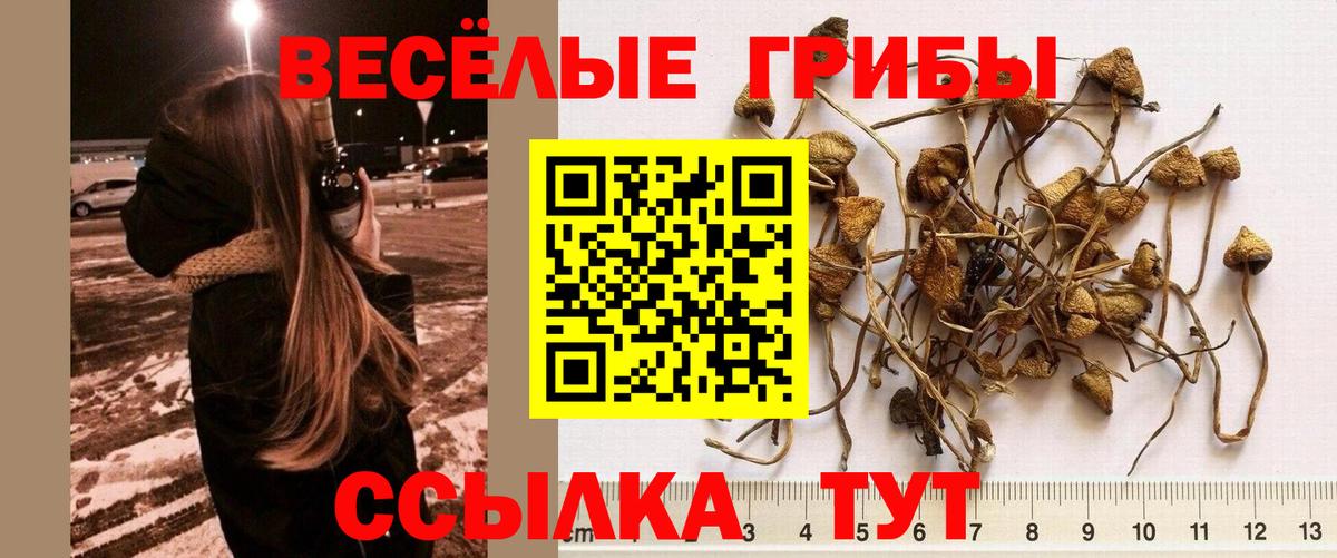 Псилоцибиновые грибы MAGIC MUSHROOMS Ачхой-Мартан